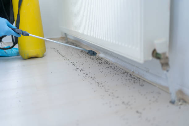 Best Termite Control Services  in Redfield, SD
